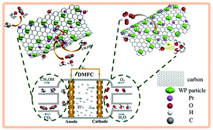 Graphical abstract: Carbon-thin-layer protected WP with no passivation supported on acid-treated expanded graphite as efficient Pt Co-catalysts for methanol oxidation and oxygen reduction reactions