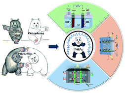 Graphical abstract: Recent developments of transition metal phosphides as catalysts in the energy conversion field