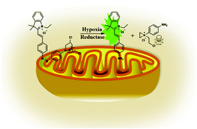 Graphical abstract: A hypoxia-specific and mitochondria-targeted anticancer theranostic agent with high selectivity for cancer cells