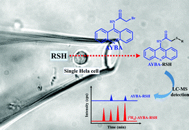 Graphical abstract: Sensitive analysis of multiple low-molecular-weight thiols in a single human cervical cancer cell by chemical derivatization-liquid chromatography-mass spectrometry