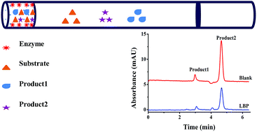 Graphical abstract: An online immobilized pepsin microreactor based on polymer monoliths for screening inhibitors from natural products