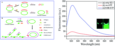 Graphical abstract: A fluorescent biosensor for highly specific and ultrasensitive detection of adenosine triphosphate based on ligation-triggered branched rolling circle amplification