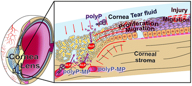 Graphical abstract: Polyphosphate, the physiological metabolic fuel for corneal cells: a potential biomaterial for ocular surface repair