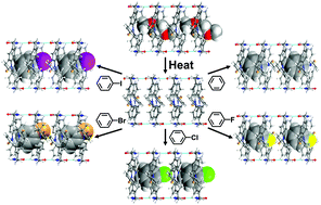 Graphical abstract: Single-crystal-to-single-crystal guest exchange in columnar assembled brominated triphenylamine bis-urea macrocycles