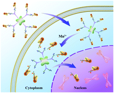Graphical abstract: DNAzyme activated protein-scaffolded CRISPR–Cas9 nanoassembly for genome editing