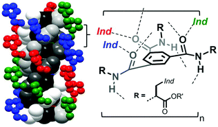 Graphical abstract: Extra hydrogen bonding interactions by peripheral indole groups stabilize benzene-1,3,5-tricarboxamide helical assemblies