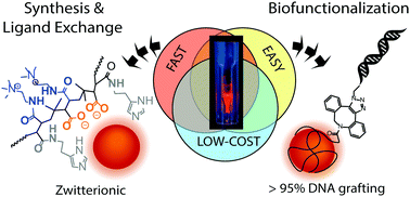 Graphical abstract: A versatile and accessible polymer coating for functionalizable zwitterionic quantum dots with high DNA grafting efficiency