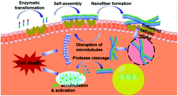 Graphical abstract: An enzyme-assisted self-delivery system of lonidamine–peptide conjugates for selectively killing cancer cells