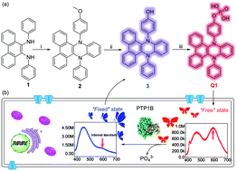 Graphical abstract: Internal standard fluorogenic probe based on vibration-induced emission for visualizing PTP1B in living cells