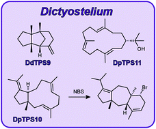 Graphical abstract: Characterisation of three terpene synthases for β-barbatene, β-araneosene and nephthenol from social amoebae