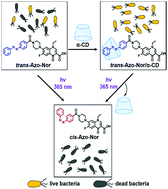Graphical abstract: Optically-controlled supramolecular self-assembly of an antibiotic for antibacterial regulation