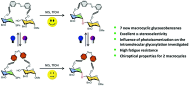 Graphical abstract: Stereoselective synthesis and properties of glycoazobenzene macrocycles through intramolecular glycosylation
