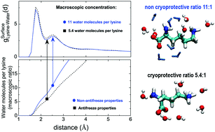 Graphical abstract: On the microscopic origin of the cryoprotective effect in lysine solutions