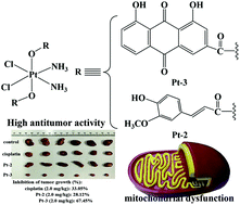 Graphical abstract: Complexes of oxoplatin with rhein and ferulic acid ligands as platinum(iv) prodrugs with high anti-tumor activity