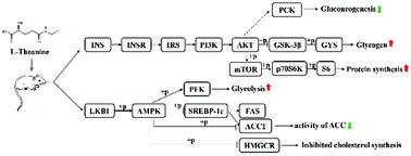 Graphical abstract: l-Theanine regulates glucose, lipid, and protein metabolism via insulin and AMP-activated protein kinase signaling pathways