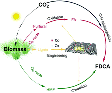 Graphical abstract: Convergent production of 2,5-furandicarboxylic acid from biomass and CO2