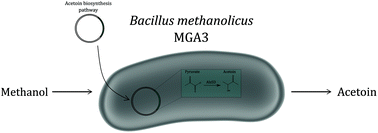 Graphical abstract: Methanol-based acetoin production by genetically engineered Bacillus methanolicus