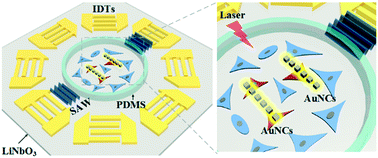 Graphical abstract: Selective photothermal ablation of cancer cells by patterned gold nanocages using surface acoustic waves