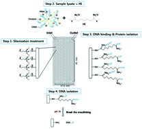 Graphical abstract: A homobifunctional imidoester-based microfluidic system for simultaneous DNA and protein isolation from solid or liquid biopsy samples