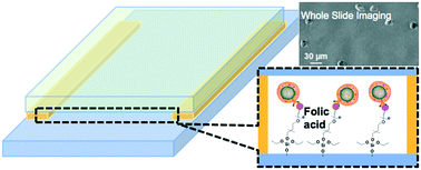 Graphical abstract: Whole slide imaging of circulating tumor cells captured on a capillary microchannel device