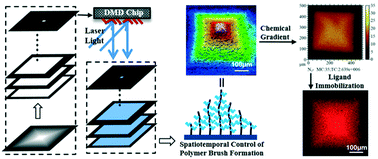 Graphical abstract: Spatiotemporal control of polymer brush formation through photoinduced radical polymerization regulated by DMD light modulation