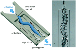 Graphical abstract: Phenotyping of the thrashing forces exerted by partially immobilized C. elegans using elastomeric micropillar arrays