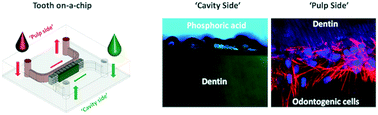 Graphical abstract: The tooth on-a-chip: a microphysiologic model system mimicking the biologic interface of the tooth with biomaterials