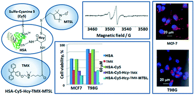 Graphical abstract: Protein modification by thiolactone homocysteine chemistry: a multifunctionalized human serum albumin theranostic