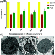 Graphical abstract: Metabolomics analysis of the protective effect of rubusoside on palmitic acid-induced lipotoxicity in INS-1 cells using UPLC-Q/TOF MS