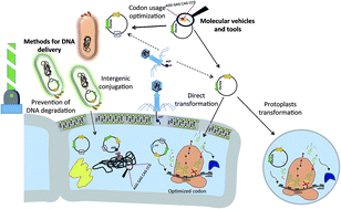 Graphical abstract: Challenges and advances in genetic manipulation of filamentous actinomycetes – the remarkable producers of specialized metabolites