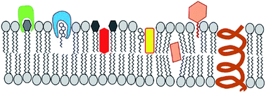 Graphical abstract: Chemical diversity and mode of action of natural products targeting lipids in the eukaryotic cell membrane