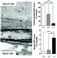 Graphical abstract: Quantification of blood–brain barrier transport and neuronal toxicity of unlabelled multiwalled carbon nanotubes as a function of surface charge
