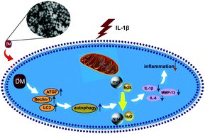 Graphical abstract: Dopamine-melanin nanoparticles scavenge reactive oxygen and nitrogen species and activate autophagy for osteoarthritis therapy