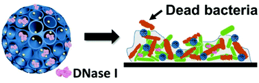 Graphical abstract: Enhanced eradication of bacterial biofilms with DNase I-loaded silver-doped mesoporous silica nanoparticles