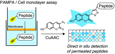 Graphical abstract: A parallel permeability assay of peptides across artificial membranes and cell monolayers using a fluorogenic reaction
