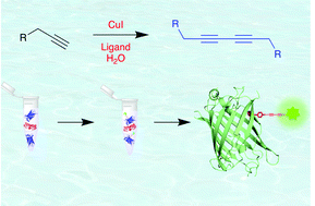 Graphical abstract: Mechanistic investigation and further optimization of the aqueous Glaser−Hay bioconjugation