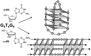 Graphical abstract: α-2′-Deoxyguanosine can switch DNA G-quadruplex topologies from antiparallel to parallel