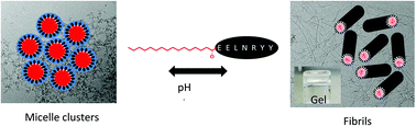 Graphical abstract: Melanin production by tyrosinase activity on a tyrosine-rich peptide fragment and pH-dependent self-assembly of its lipidated analogue