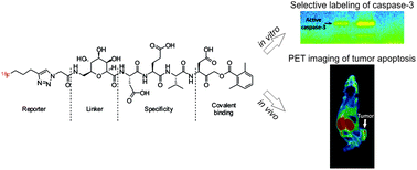 Graphical abstract: Caspase-3 probes for PET imaging of apoptotic tumor response to anticancer therapy