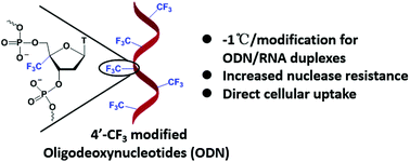 Graphical abstract: 4′-C-Trifluoromethyl modified oligodeoxynucleotides: synthesis, biochemical studies, and cellular uptake properties