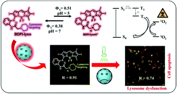 Graphical abstract: A novel BODIPY-based photosensitizer with pH-active singlet oxygen generation for photodynamic therapy in lysosomes