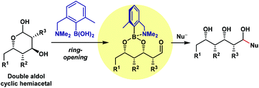 Graphical abstract: Amine-tethered phenylboronic acid-enabling ring-opening strategy for carbon chain elongation from double aldol cyclic hemiacetals