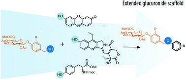 Graphical abstract: Extended scaffold glucuronides: en route to the universal synthesis of O-aryl glucuronide prodrugs