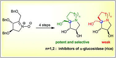Graphical abstract: Regiospecific formation of sugar-derived ketonitrone towards unconventional C-branched pyrrolizidines and indolizidines