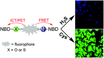 Graphical abstract: Dual-quenching NBD-based fluorescent probes for separate detection of H2S and Cys/Hcy in living cells