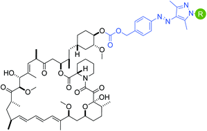 Graphical abstract: Synthesis and application of light-switchable arylazopyrazole rapamycin analogs