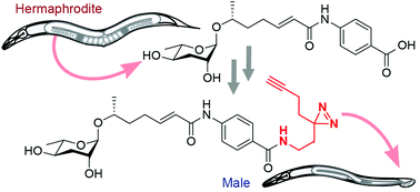 Graphical abstract: Photoaffinity probes for nematode pheromone receptor identification