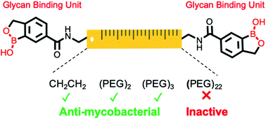 Graphical abstract: Dimeric benzoboroxoles for targeted activity against Mycobacterium tuberculosis