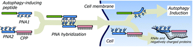 Graphical abstract: Intracellular delivery of a peptide nucleic acid-based hybrid of an autophagy inducing peptide with a cell-penetrating peptide