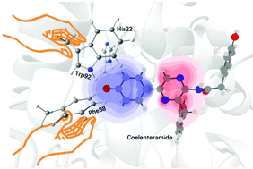 Graphical abstract: Tuning the fluorescence of calcium-discharged photoprotein obelin via mutating at the His22-Phe88-Trp92 triad – a QM/MM study